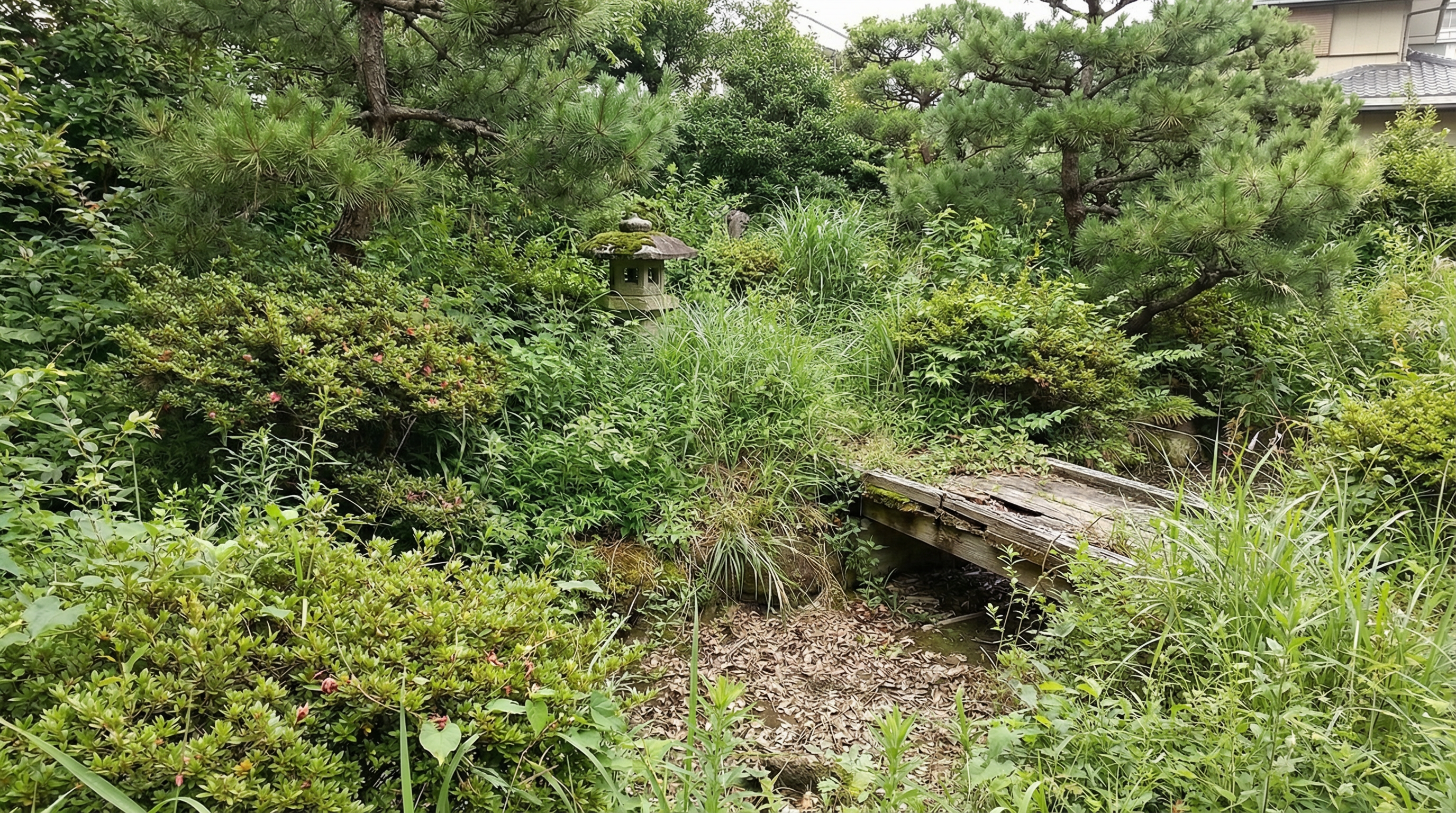雑草が伸びた空き家の庭